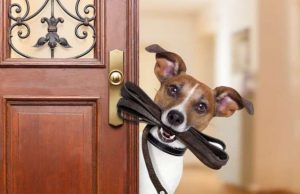 Ecco le regole per portare a spasso il cane