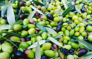 Olio DOP Ligure,in crescita i contratti del Patto di Filiera