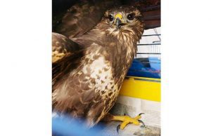 Poiana ferita soccorsa dall’Enpa nel torrente a Carcare