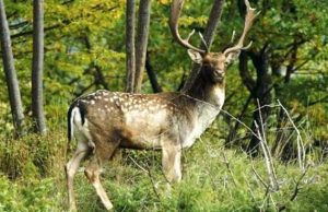 Savona, ricomincia la caccia al daino maschio adulto