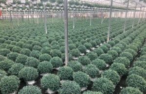 Stagione delicata per la produzione tipica dell’agricoltura ligure