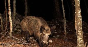 Peste suina: nelle aree interessate divieto di caccia, ma anche di trekking