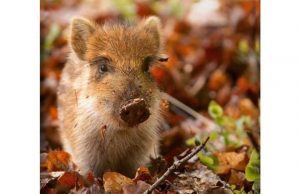 Lettera alla redazione: #iostoconicinghiali Lettera alla redazione: #iostoconicinghiali