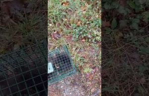 Enpa libera in Valbormida una faina ferita e soccorsa | Video