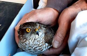 L’Enpa recupera a Piana Crixia uno sparviere ferito