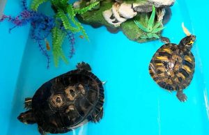 Tartarughe d’acqua abbandonate a Savona vicino ad un cassonetto