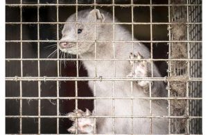 Pericolo trasmissione Covid da visoni, abbattimenti di animali in Danimarca e Grecia