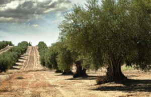 Aziende olivicole, stanziati 10 milioni di euro