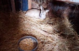 Giovane capriolo in difficoltà a Calizzano