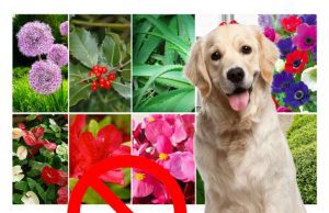 Piante in casa, tossiche per i nostri amici a 4 zampe