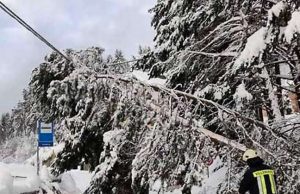 Albero si abbatte su auto della Polizia locale, nessun ferito