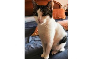 Gatta permette di salvare un suo simile con una trasfusione