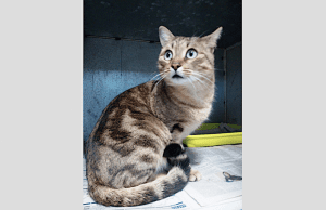 Gatto in difficoltà recuperato ad Albenga dall’Enpa