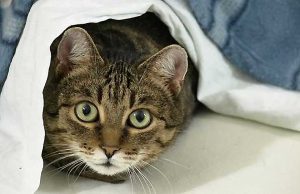 Botti di capodanno, la preoccupazione dell’Enpa di Savona