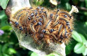 Recco, tutelare la salute pubblica contro la processionaria e ratti Recco, tutelare la salute pubblica contro la processionaria e ratti