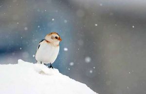 Allerta meteo per neve prolungata fino alle 12 di lunedì 14 marzo Allerta meteo per neve prolungata fino alle 12 di lunedì 14 marzo