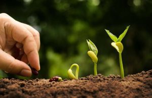 Agricoltura, 4,2 milioni di euro per la ricerca biologica