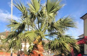 Alassio, ancora due le palme in Via Pera