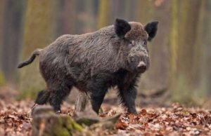 Peste Suina, tre casi tra Liguria e Piemonte Peste suina, due nuovi casi individuati a Campoligure