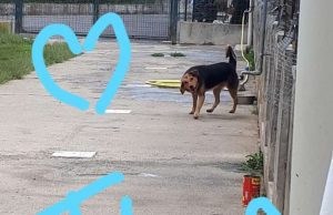 Nuove aree sgambamento cani a Villa Fiske di Alassio