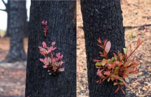 Regenerate Australia per rigenerare le foreste