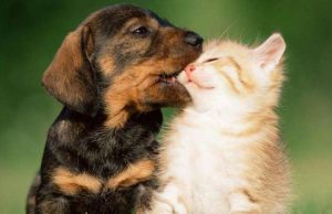 8000 Cani e Gatti hanno perso i loro padroncini per Covid