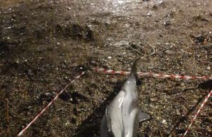 Spiaggiamento di mammifero marino avvenuto a Rapallo