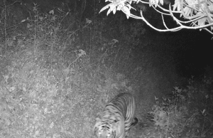 WWF, Tigre avvistata a 3.165 metri in Nepal orientale