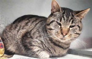 Gatto ritrovato a Cadibona, si cerca il proprietario