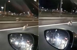 Una lepre in Sopraelevata a Genova, ecco il video su Facebook