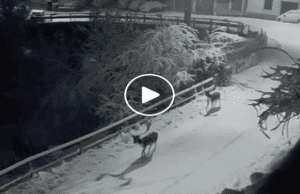 Epifania a Torriglia con la neve e i daini: il paesaggio da fiaba incanta tutti | Video