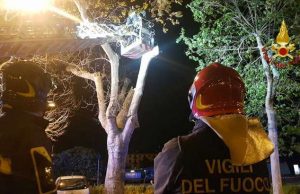 Albero cade vicino ad asilo di San Terenzo: nessuna persona coinvolta Maltempo nello spezzino, diversi gli interventi dei vigili del fuoco