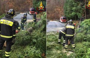 Varese Ligure, grosso abete pericoloso sulla strada: abbattuto dai VVF Savona, rami sulla carreggiata: chiusa l’Aurelia in entrambe direzioni