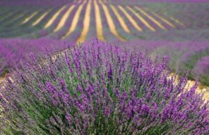 La Lavanda della Riviera dei Fiori, in voga fin dal 2014