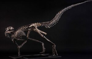 Scheletro dinosauro venduto all’asta per 300mila euro: risale a 150 milioni di anni fa