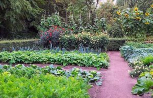 Come avere un orto sempre rigoglioso senza spendere un occhio della testa