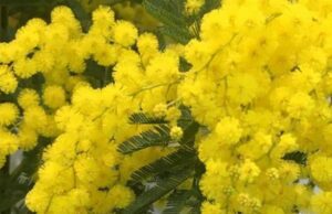 8 Marzo, mimosa Made in Liguria grande protagonista