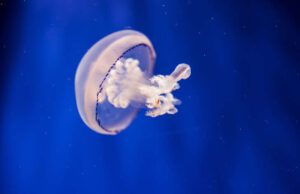 Acquario di Genova, Animazioni edutainment sulla salvaguardia dell’ambiente