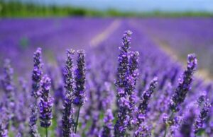 Brexit, Lavanda e rosmarino nel mirino del Regno Unito