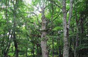 Forest Day, WWF, Nelle foreste antiche il futuro della biodiversità