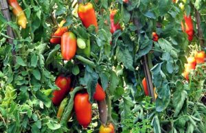 Il presidente provinciale Mirco Mastroianni a tutto campo