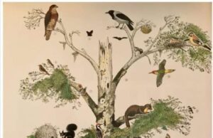 Le foreste assorbono il 26% delle emissioni umane di CO2