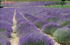 Nasce in Liguria il Centro Italiano Lavanda