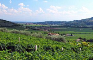 Vigneti Savonesi, autorizzati lavori per crescere