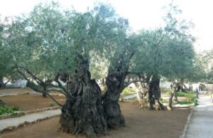 WWF, Lotta alla Xylella in Puglia