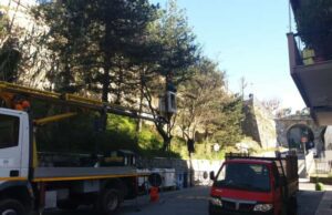 Lotta alla processionaria intervento in via Liceti a Recco