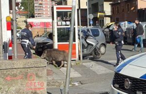 Un cinghiale in via San Felice | Fotonotizia