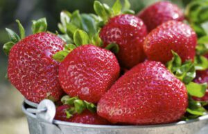 Savona, è tempo di fragole sui mercati di Campagna Amica