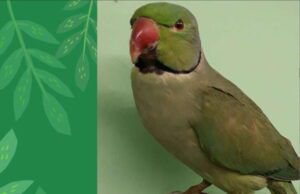 Genova. Citizen science, il progetto censimento pappagalli