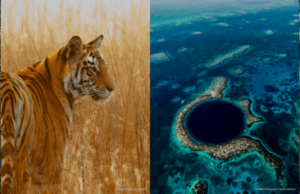 Il WWF compie oggi 60 anni